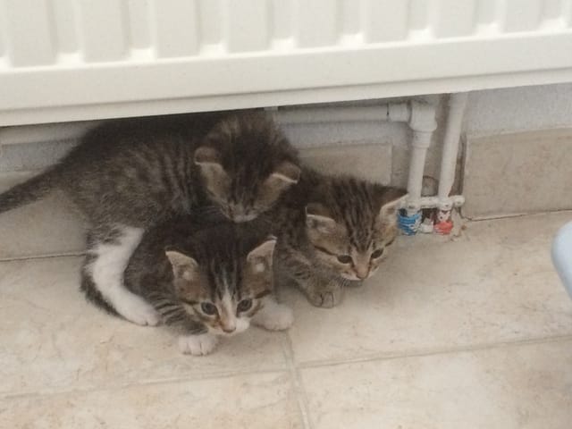 CHATONS A ADOPTER  MONTPELLIER