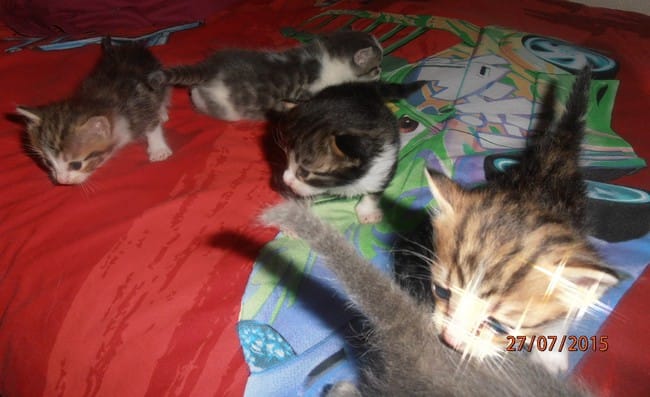 donne 3 adorables chatons pour fin septembre