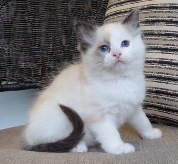 Purina One(croquettes pour chats)Ques que vous en pensez?