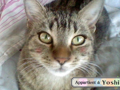 Star animaux 