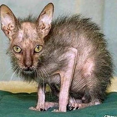 [URGENT]  Je crois que mon chat est malade...