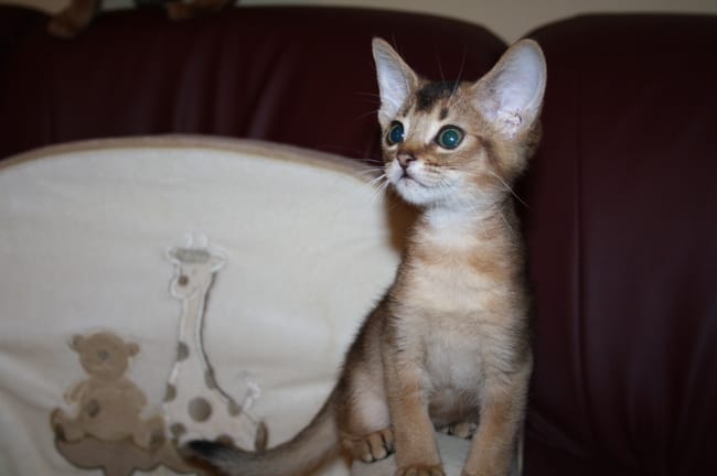 Ghost du Harem d'eden