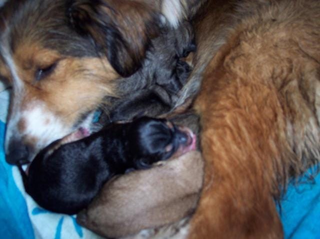 cherchons de bonnes familles pour 8 chiots