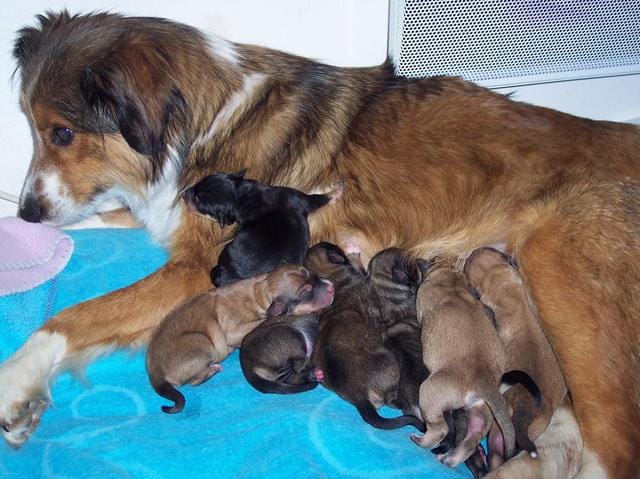 un gros merci pour dafné