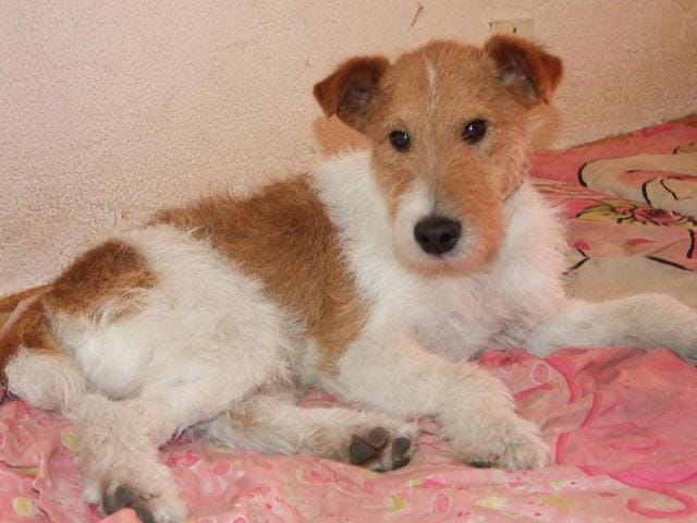 URGENT! recherche famille pour petit fox