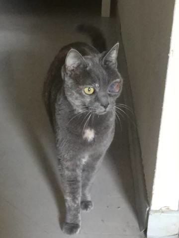 Chat à l’œil enflé
