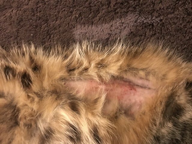 Taches rouges sur la cicatrice de sa stérilisation