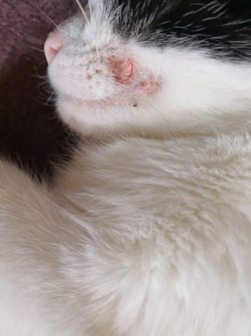 Commissure des lèvres / lèvre supérieure à vif de mon chat: quelle maladie?