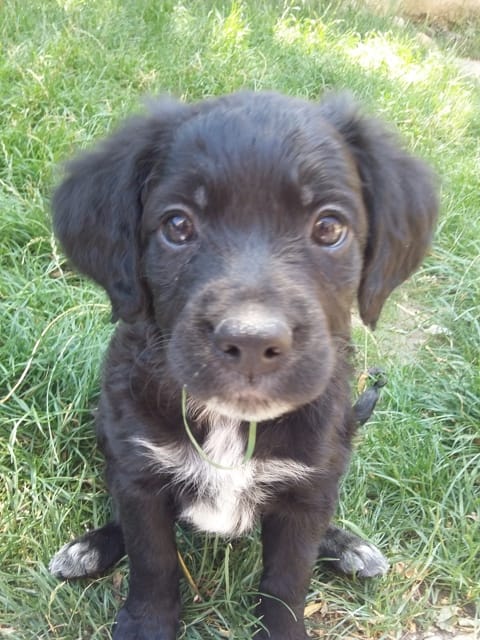 ma chienne pleur comme un bb comment faire???  et aide pour ça race...