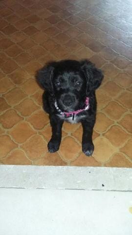 quel croisement as t elle ? ! ceux qui si connaissent venez nombreux pour m aider