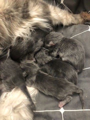 Robe de chatons Maine Coon