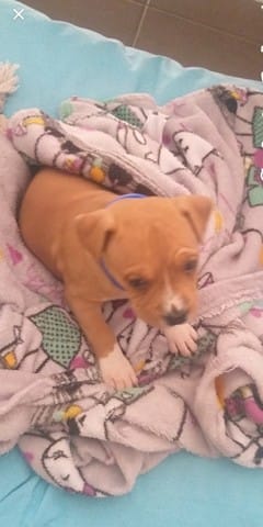 American Staff * Staffie ??