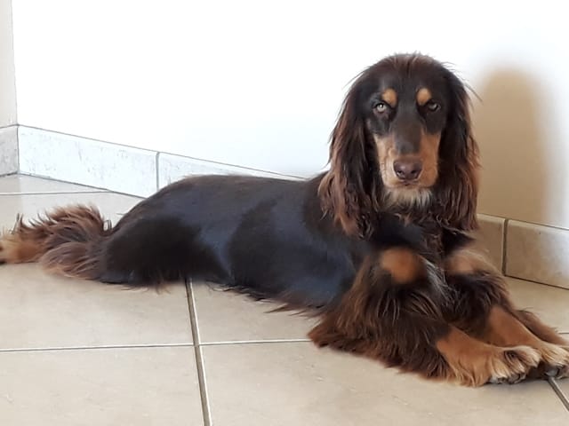 Besoin de conseil museau cocker