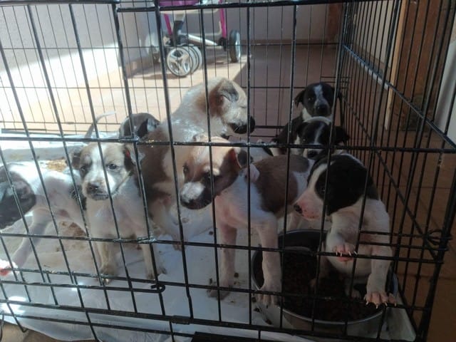 Quelle race pour ces chiots ?