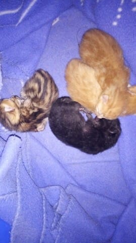 Chatons disparus en appartement