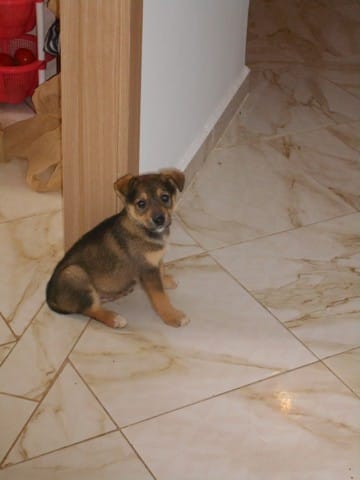 SVP §qui peut me dire quelle race est mon petit chien?