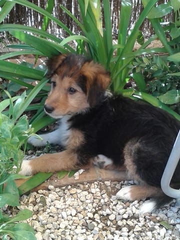 Quelle est la race de ma chienne ?