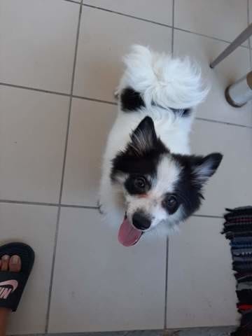 de quelle race est mon chien croisé