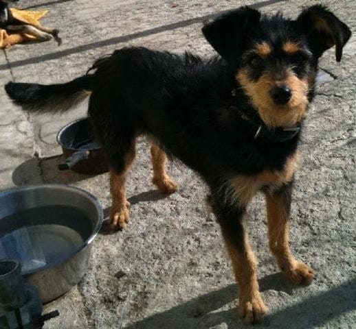 de quelle race est mon chien croisé