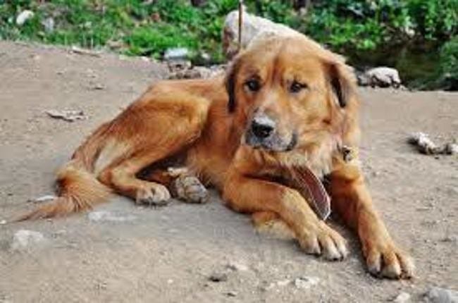 mon chien croisé mais quelle race