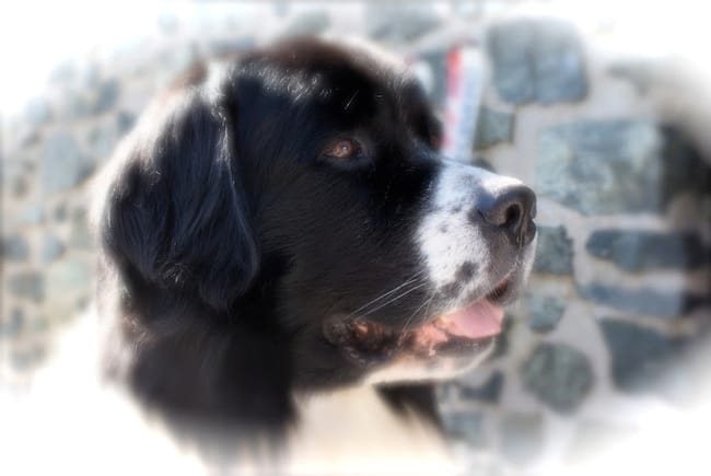 Le Roman du Landseer