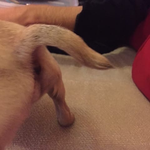 La queue de ma carlin a perdu son tire bouchon