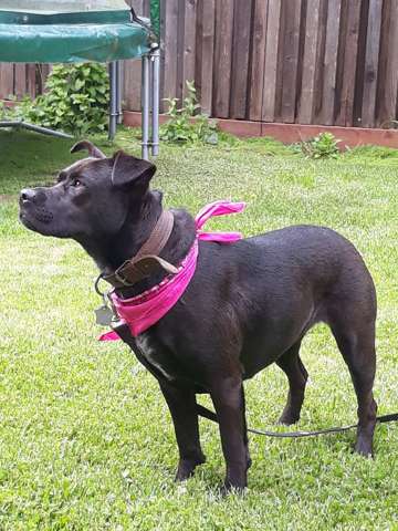 Est-ce que mon chien ressemble à un AmStaff?