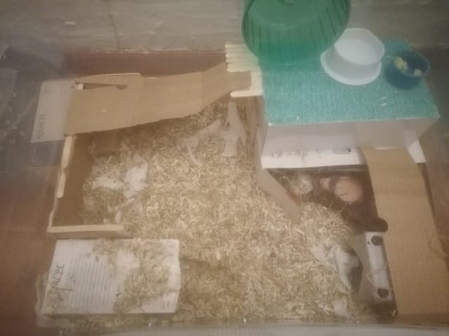 Bali et ses nouveaux copains !