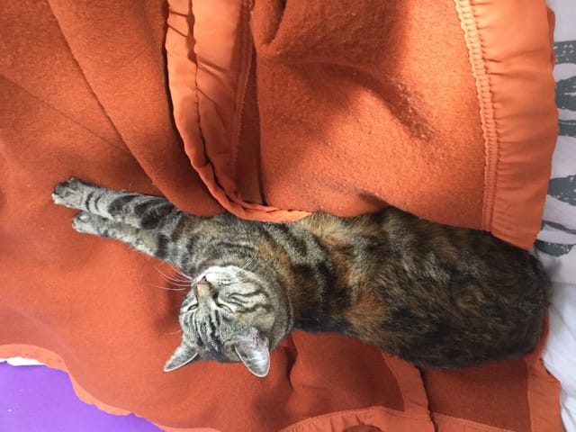 Mon chat ne cesse de demander à manger.