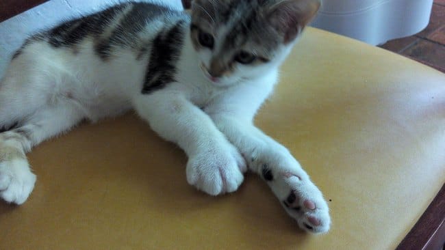 Patte gonflée (chat)