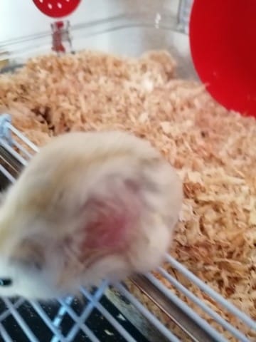 Pourrais je avoir un avis sur un problème de peau de mon hamster ?