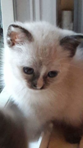 Je vais adopter un chat mais?