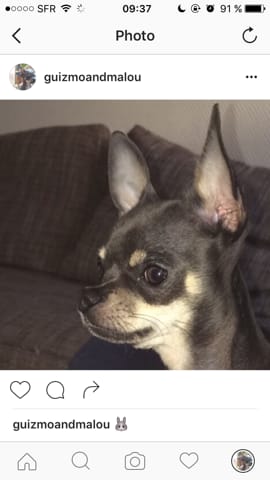 Inscription LOF chihuahua possible ?? Avis ??