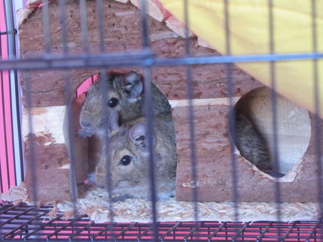 Donne mes deux octodons