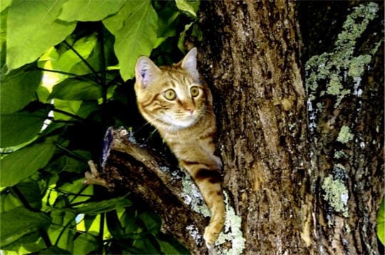 Le chat de ma petite soeur à un coussinet un peu craqué a votre avis, à pourait t-il convenir?