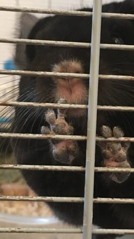 Malformation d’une patte est ce grave? (de naissance)