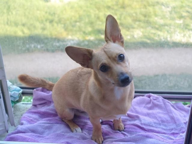 De quelles race est il d’après vous ?