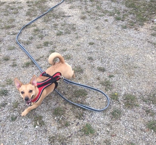 Retour sur la balade en longe