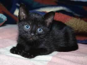 Questions àprès l'adoption d'un chaton