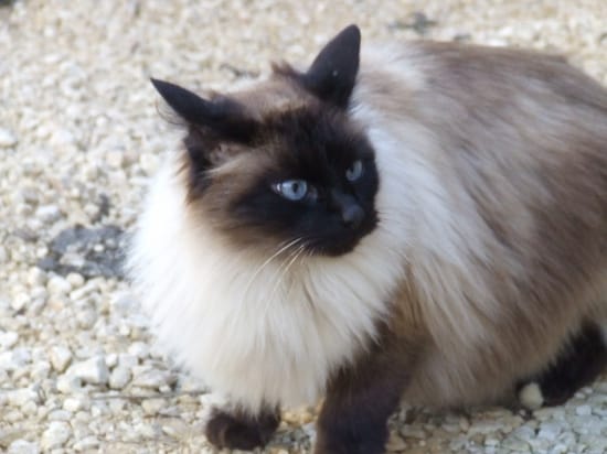 Pelage du chat siamois