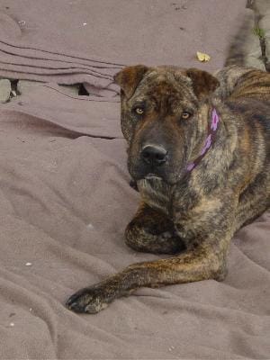 Votre plus beau croisement