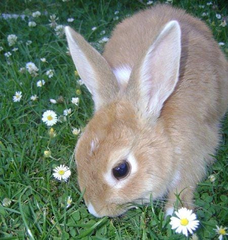 Pourquoi ma lapine a ce comportement ?