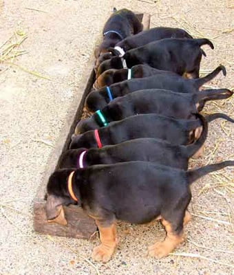 Question sur les Elevages  