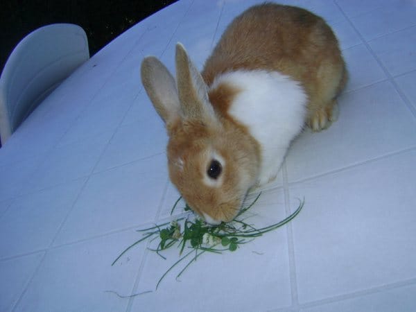 Mon lapin perd ses poils
