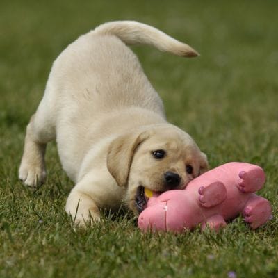 Race de chien qui ne mue pas