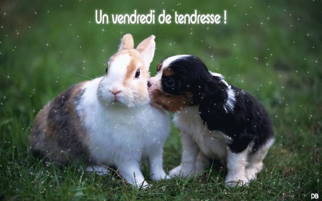 Sociabilisation du chiot avec un lapin ?