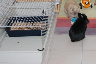 Cette litière est bonne ?