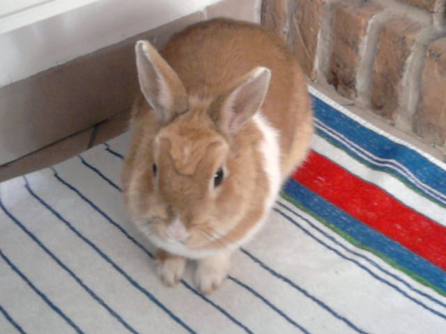 Peluche est partie ♥ 