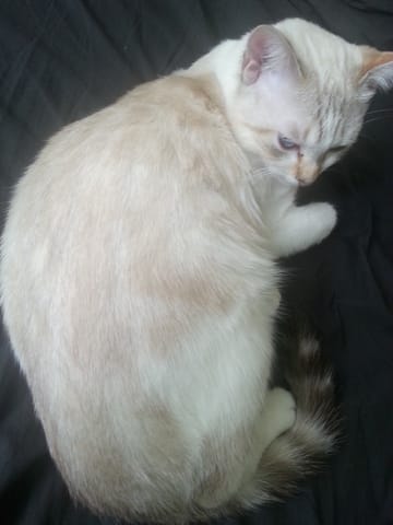 La couleur et robe de mon chat