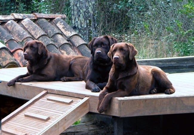 élevage amateur de labradors chocolat dans le var